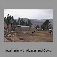 local farm with Alpacas and Cows